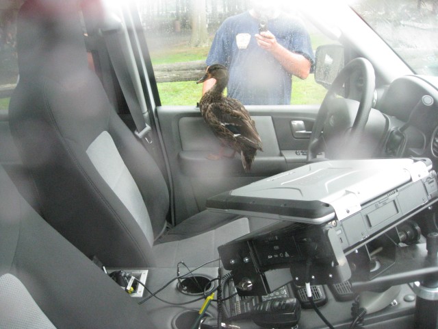 FD Picnic '08 - Even the duck wanted out of the rain...
